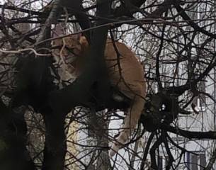 Брянцы спасли застрявшего на дереве кота