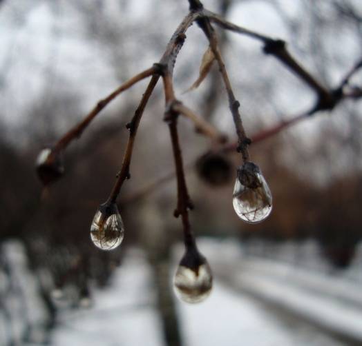 В Брянской области 26 января потеплеет до +1 градуса