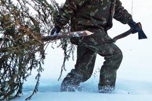 В Новозыбкове срубивший к Новому году три елки пенсионер попал под уголовку