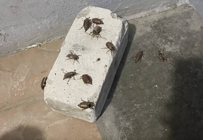 Брянщина переживёт небывалое нашествие майских жуков