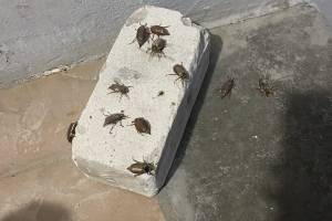 Брянщина переживёт небывалое нашествие майских жуков
