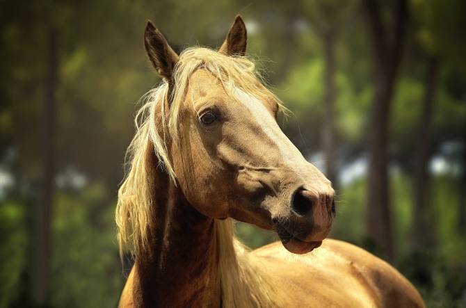 В брянском селе Тростань лошадь провалилась в колодец