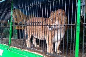 В Карачев с нарушениями привезли передвижной зоопарк