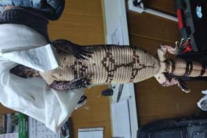 Брянские таможенники нашли в микроавтобусе из Беларуси ядовитых ящериц
