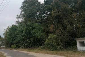 Жители новозыбковской деревни боятся разросшихся деревьев