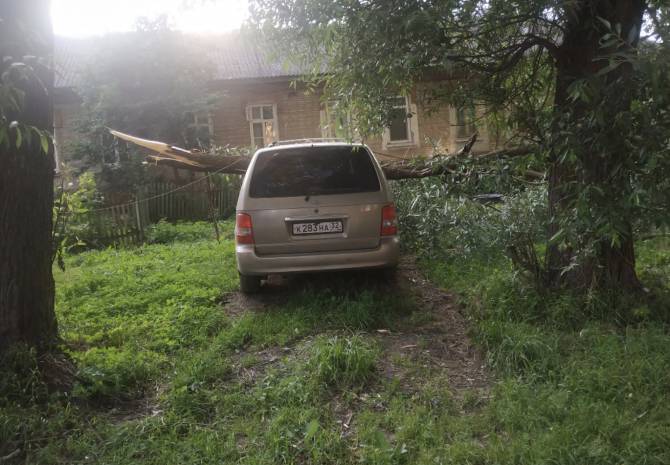 В Бежицком районе Брянска на легковушку рухнуло дерево