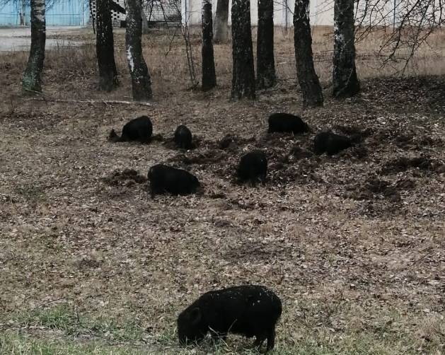 В поселке Климово запечатлели на фото побег свиней
