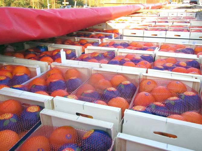 В Брянской области заблудились две фуры с испанскими апельсинами