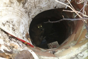 Жители Брянска пытаются спасти упавшую в люк собаку