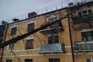 В брянском поселке Белые Берега на трехэтажный дом упало дерево