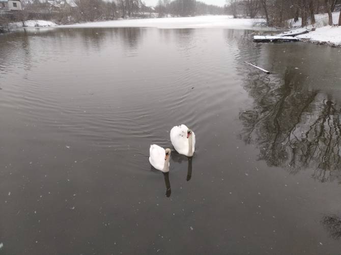 В Дятьково на Белой речке поселилась красивая пара лебедей