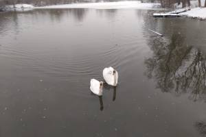 В Дятьково на Белой речке поселилась красивая пара лебедей