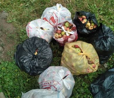 В Брянске водителей мусоровозов возмутили мешки с яблоками на контейнерных площадках