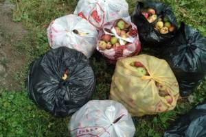 В Брянске водителей мусоровозов возмутили мешки с яблоками на контейнерных площадках