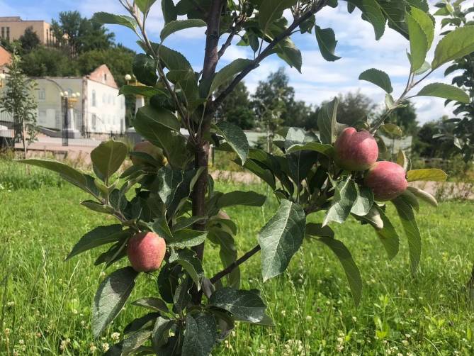 В брянском Саду Победы начали плодоносить яблони