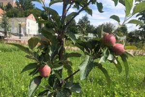 В брянском Саду Победы начали плодоносить яблони