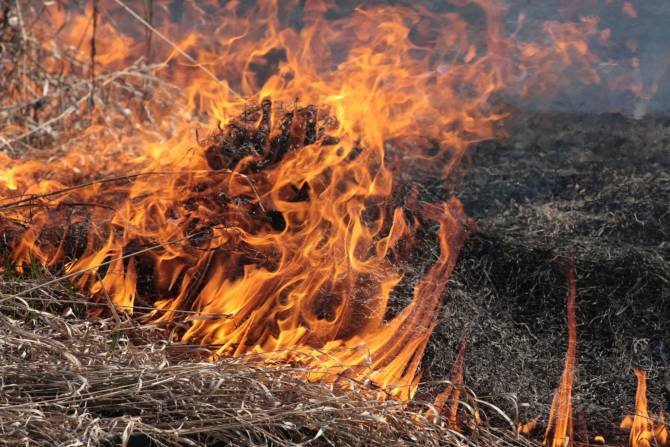 Брянцам рассказали о вреде сжигания прошлогодней травы