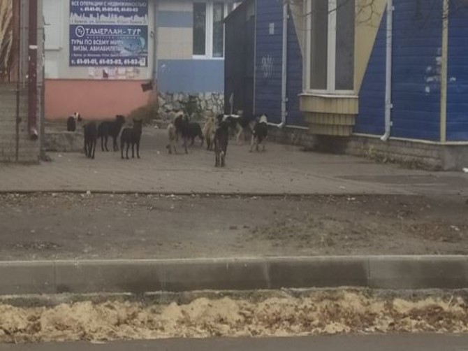 Стая бродячих собак захватила район остановки «Брянск II» в Фокинском районе