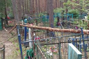 Брянцы рассказали о поваленных деревьях на старом кладбище
