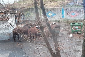 В Брянске голодные лошади в поисках еды добрались до мусорок