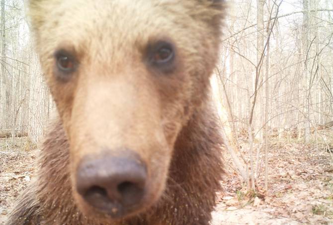 Брянский медведь перед уходом в спячку попал в фотоловушку 