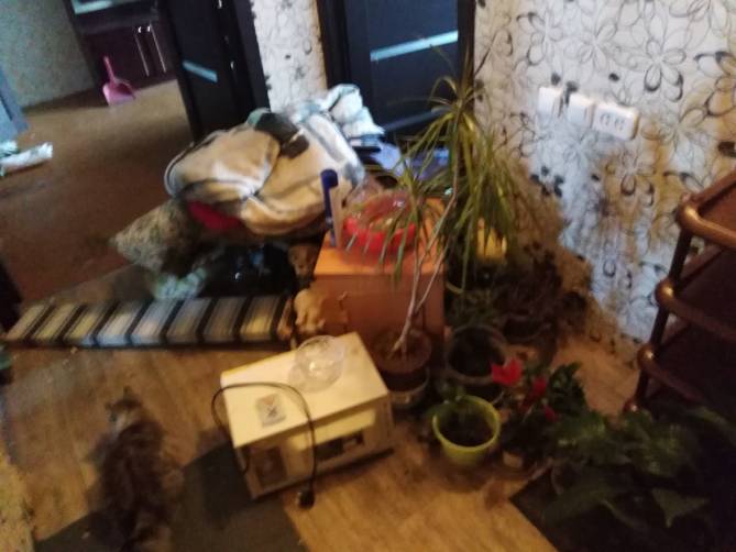 В Брянске сбежавшие квартиранты оставили после себя погром и двух котов