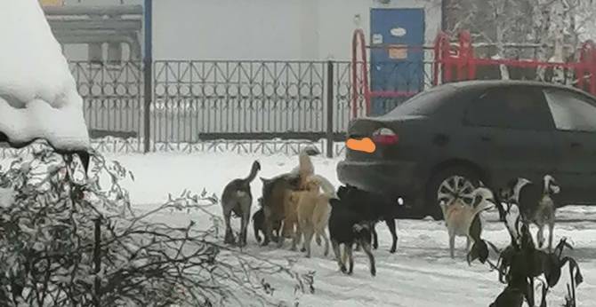 Стая бродячих собак оккупировала центр посёлка Локоть