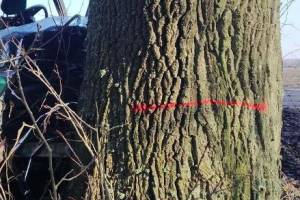 В Мглинском районе 34-летний автомобилист влетел в дерево