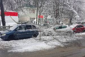В Брянске из-за снегопада машины завалило ветками деревьев