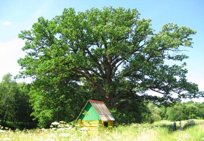 Навлинский «Партизанский дуб» борется за звание «Российского дерева года»