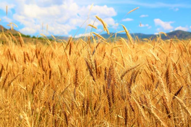 На Брянщине урожайность зерновых достигла 55 центнеров с гектара