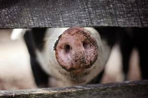 На границе с Брянщиной обнаружены вспышки африканской чумы свиней