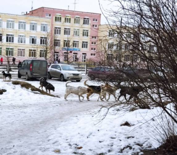 В Брянске стая бродячих собак захватила территорию возле школы №66