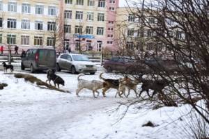 В Брянске стая бродячих собак захватила территорию возле школы №66