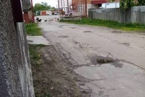 В Новозыбкове автобазу оккупировала стая бездомных собак