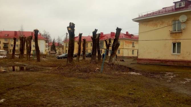 В Брянске варварски уничтожили тополя на улице Тельмана 