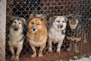 В Брянске подготовят земельные участки для собачьего приюта и судебного морга