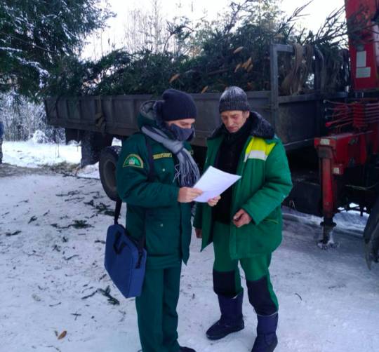 В Брянской области в преддверии Нового года усилили контроль за лесами