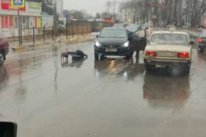 В Брянске на Новостройке легковушка сбила мужчину с собакой