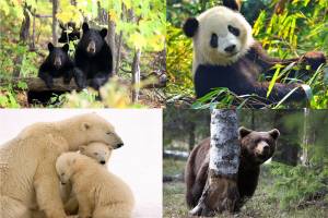 Брянцев позвали на виртуальную выставку «Медвежья семья»