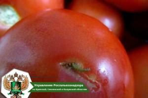 Через Брянщину не пустили 20 тонн турецких помидоров