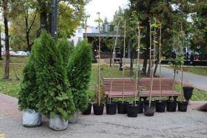 В Брянске в сквере Карла Маркса высадили молодые деревья вместо недавно убранных