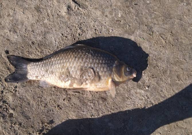 Во Мглине сообщили о массовой гибели рыбы в озере