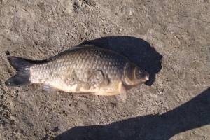 Во Мглине сообщили о массовой гибели рыбы в озере
