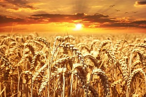 Брянское зерно признали пригодным для хлебопечения