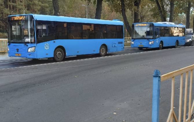 В Брянске самым популярным автобусным маршрутом оказался №31
