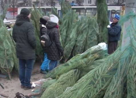 В Брянске 19 декабря откроются елочные базары 