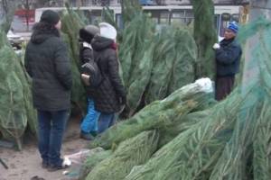 В Брянске 19 декабря откроются елочные базары 