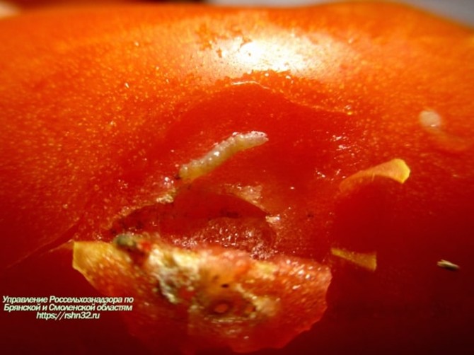 На Брянщину вместе с помидорами пытались завезти личинки моли