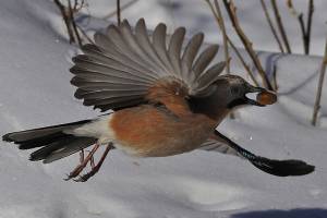 В заповеднике «Брянский лес» насчитали 48 видов зимующих птиц